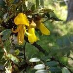 Sophora denudata flower picture by Sylviane Petitjean (cc-by-sa)