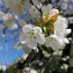 Prunus cerasus flower picture by Markus Ertmer (cc-by-sa)