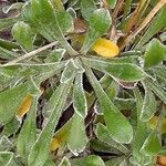 Saxifraga callosa leaf picture by Jean-François Baudin (cc-by-sa)