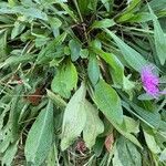 Centaurea nervosa leaf picture by Jacques Zuber (cc-by-sa)