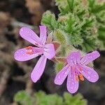 Pelargonium capitatum (l.) l'hér. flower picture by Sarami (cc-by-sa)