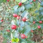 Cotoneaster divaricatus flower picture by Avsar Topal (cc-by-sa)