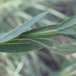 Declieuxia fruticosa leaf picture by Nelson Zamora Villalobos (cc-by-nc)