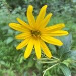 Helianthus divaricatus flower picture by TJ Mo (cc-by-sa)