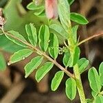 Indigofera brevicalyx leaf picture by susan brown (cc-by-sa)