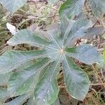 Cecropia pachystachya leaf picture by Trap Hers (cc-by-sa)