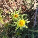 Asteriscus aquaticus flower picture by Juan Manuel Sanchez-Casas Padilla (cc-by-sa)