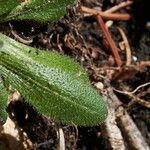 Arabis ciliata leaf picture by Heinz Gass (cc-by-sa)