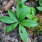 Lilium martagon habit picture by Antoine 🌱 AFFOUARD (cc-by-sa)
