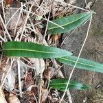 Elaphoglossum lingua leaf picture by Daniel Barthelemy (cc-by-sa)