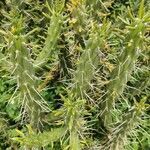 Austrocylindropuntia subulata habit picture by De Mitri Giacomo (cc-by-sa)
