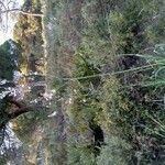 Asphodelus fistulosus habit picture by jlapoutre (cc-by-sa)