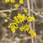 Cornus mas flower picture by Poblocki Nat (cc-by-sa)