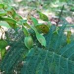 Acacia dealbata fruit picture by Matthieu C (cc-by-sa)