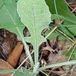 Centaurea pectinata leaf picture by Jean Burger (cc-by-sa)