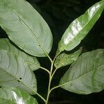 Cestrum racemosum leaf picture by Nelson Zamora Villalobos (cc-by-nc)