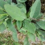 Hieracium nobile leaf picture by Pierre HENO (cc-by-sa)