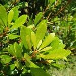 Myrica faya leaf picture by Pereira Jorge (cc-by-sa)