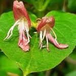 Lonicera alpigena flower picture by Pietro Brignoli (cc-by-sa)