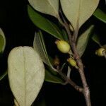 Eugenia hypargyrea fruit picture by Nelson Zamora Villalobos (cc-by-nc)