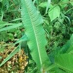 Dipsacus fullonum leaf picture by lanneliz (cc-by-sa)