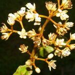 Vismia macrophylla habit picture by Nelson Zamora Villalobos (cc-by-nc)