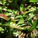 Scorzoneroides pyrenaica leaf picture by Alain Bigou (cc-by-sa)