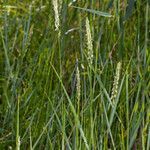 Elymus repens habit picture by Martin Bishop (cc-by-sa)