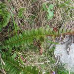 Polystichum lonchitis habit picture by Emanuele Santarelli (cc-by-sa)
