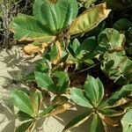 Terminalia catappa habit picture by MaiteO (cc-by-sa)