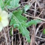 Oenothera laciniata leaf picture by Brad Kelley (cc-by-sa)