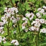 Valeriana officinalis habit picture by PATRICK PREVOST (cc-by-sa)