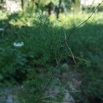 Asparagus acutifolius habit picture by r. Unter (cc-by-sa)
