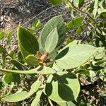 Arctostaphylos manzanita leaf picture by Muscariaman (cc-by-sa)