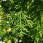 Artemisia annua leaf picture by Natalia Saldaña (cc-by-sa)