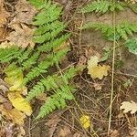Dryopteris carthusiana leaf picture by Alexander Baransky (cc-by-sa)
