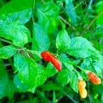 Capsicum frutescens fruit picture by Maxime Grn (cc-by-sa)