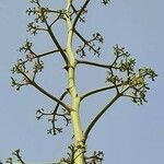 Agave sisalana flower picture by Lazo Alfonso (cc-by-sa)