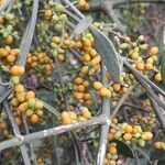 Phoradendron quadrangulare fruit picture by Trap Hers (cc-by-sa)