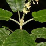 Psychotria jimenezii leaf picture by Nelson Zamora Villalobos (cc-by-nc)