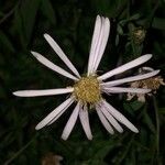 Aster pyrenaeus flower picture by perrine iou (cc-by-sa)