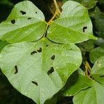 Rhynchosia erythrinoides leaf picture by Nelson Zamora Villalobos (cc-by-nc)