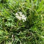 Endressia pyrenaica habit picture by Francois Mansour (cc-by-sa)