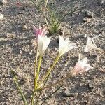 Hieronymiella clidanthoides habit picture by Trap Hers (cc-by-sa)