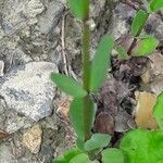 Linum catharticum leaf picture by jeclerencia (cc-by-sa)