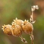 Silene otites fruit picture by Francois Mansour (cc-by-sa)