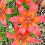Lilium bulbiferum flower picture by Eckhard (cc-by-sa)