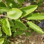 Rhamnus alpina leaf picture by Pazzaglia Aron (cc-by-sa)