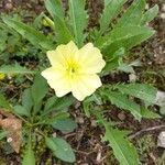 Oenothera laciniata flower picture by Samantha Smith (cc-by-sa)