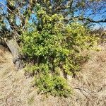 Punica granatum habit picture by Vinciane Bertrand (cc-by-sa)